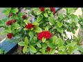 "Hidden Secrets of Talking to Your Plants 🌿"