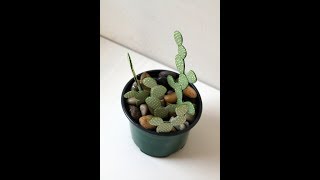 Opuntia Cactus Making By Archana Joshi