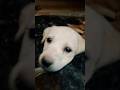 Dogo Dog Viralрџђ рџђ рџђ рџђ рџђ Dogo Dog Viralрџђ рџђ рџђ рџђ рџђ