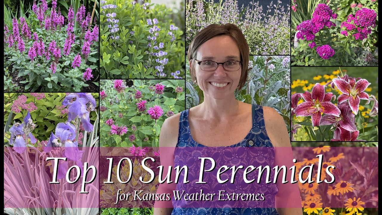 10 многолетних растений, предпочитающих солнечное место и устойчивых к экстремальным погодным усл...