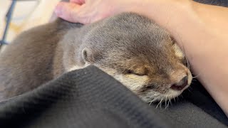 猫と餃子と寝ているカワウソ A cat, gyoza, and a sleeping otter