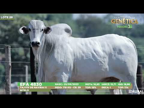 LOTE 28
