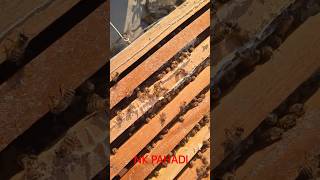 bee box checking #pahadi #bee #moutainlife