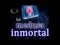 La medusa inmortal o Turritopsis Nutrícula.