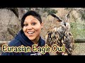 Owl Catches Mouse In the AIR! | Archimedes the Eurasian Eagle Owl