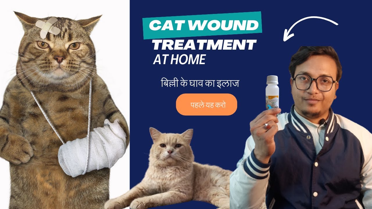 🐾 Cat Wound Care at Home in Hindi! Quick & Easy Tips for Happy Healing! 😺 #CatCare #PetHealth