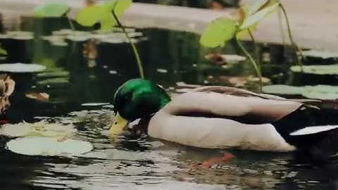 AMSTERDAM  The Hortus Botanicus