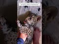 Rescued an abandoned baby leopard and gave it love #leopard #shortvideo