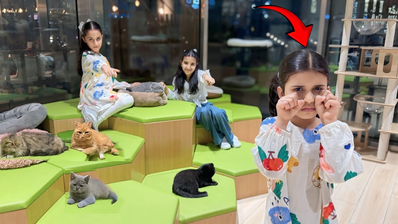 Они не хотят, чтобы их сестра видела кошек вместе с ними! 😭 Кошка укусила мою кошечку! Она плакал...