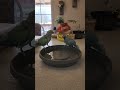 Birds bathing. parrots.