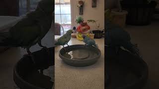 Birds bathing. parrots.