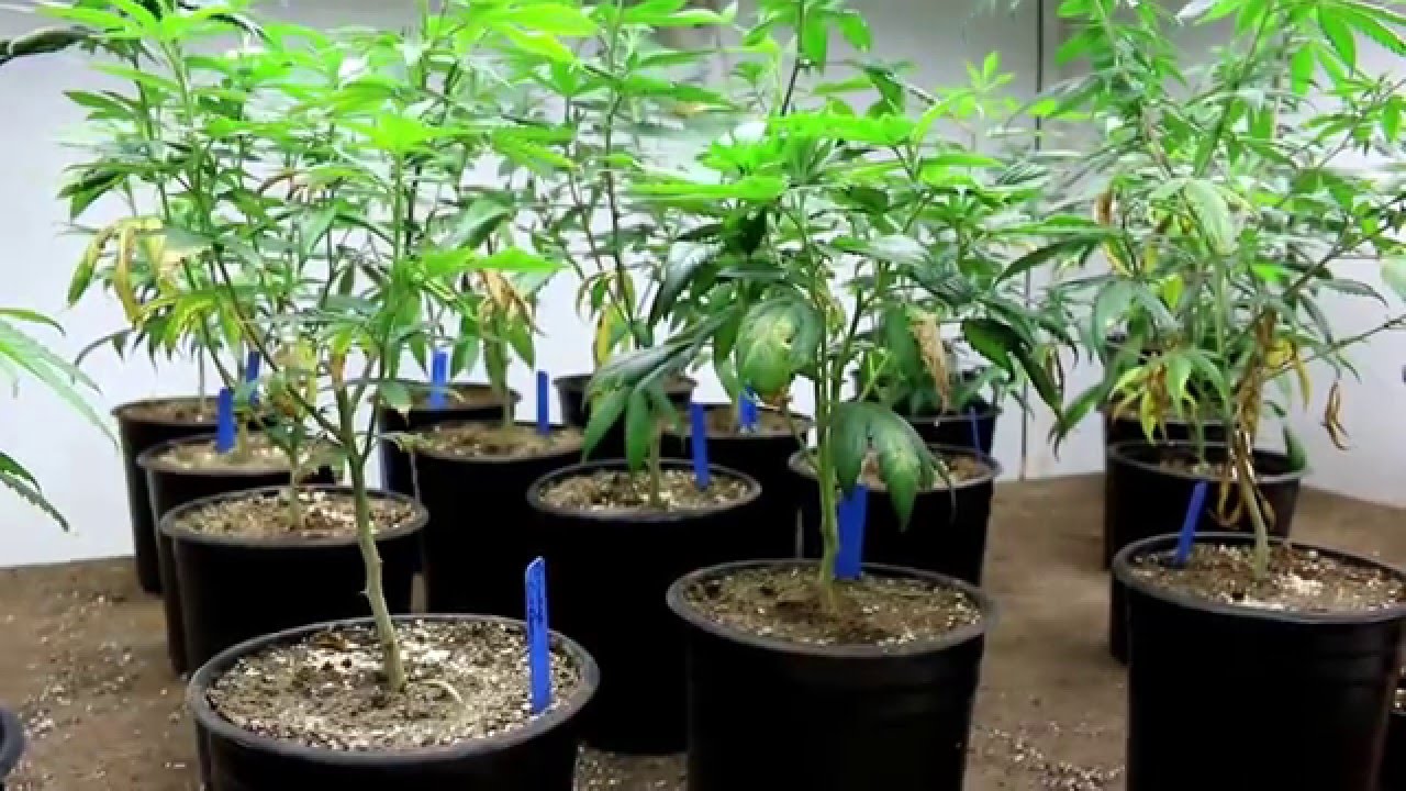 Cannabis Potassium Deficiency (Caused By Low Soil pH) - Dominatrix Genetics - YouTube