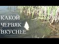 На Какого Червя Лучше Клюёт. Ловля КАРАСЯ на Резинку