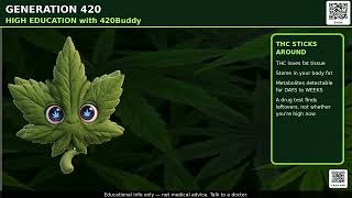 High Education with 420Buddy — THC vs CBD