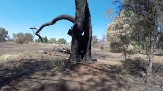 Big Foot sighting in Oroville,Ca - July 2016