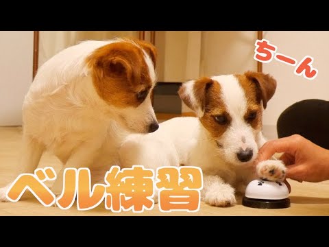小さな頭でちゃんと考えてベル練習を頑張る兄犬と子犬/The dogs practicing the bell are cute