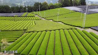 新茶で安らぎ届けたい京都・和束町