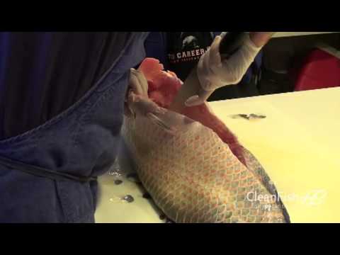 Paiche Cutting