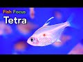 Fish Focus - Tetra