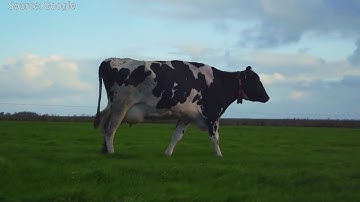 AI System "IDA" helps Farmers to monitor Cows