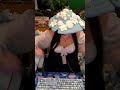 monke | #portabella_babe on #Twitch #monki #drown #channelpoints