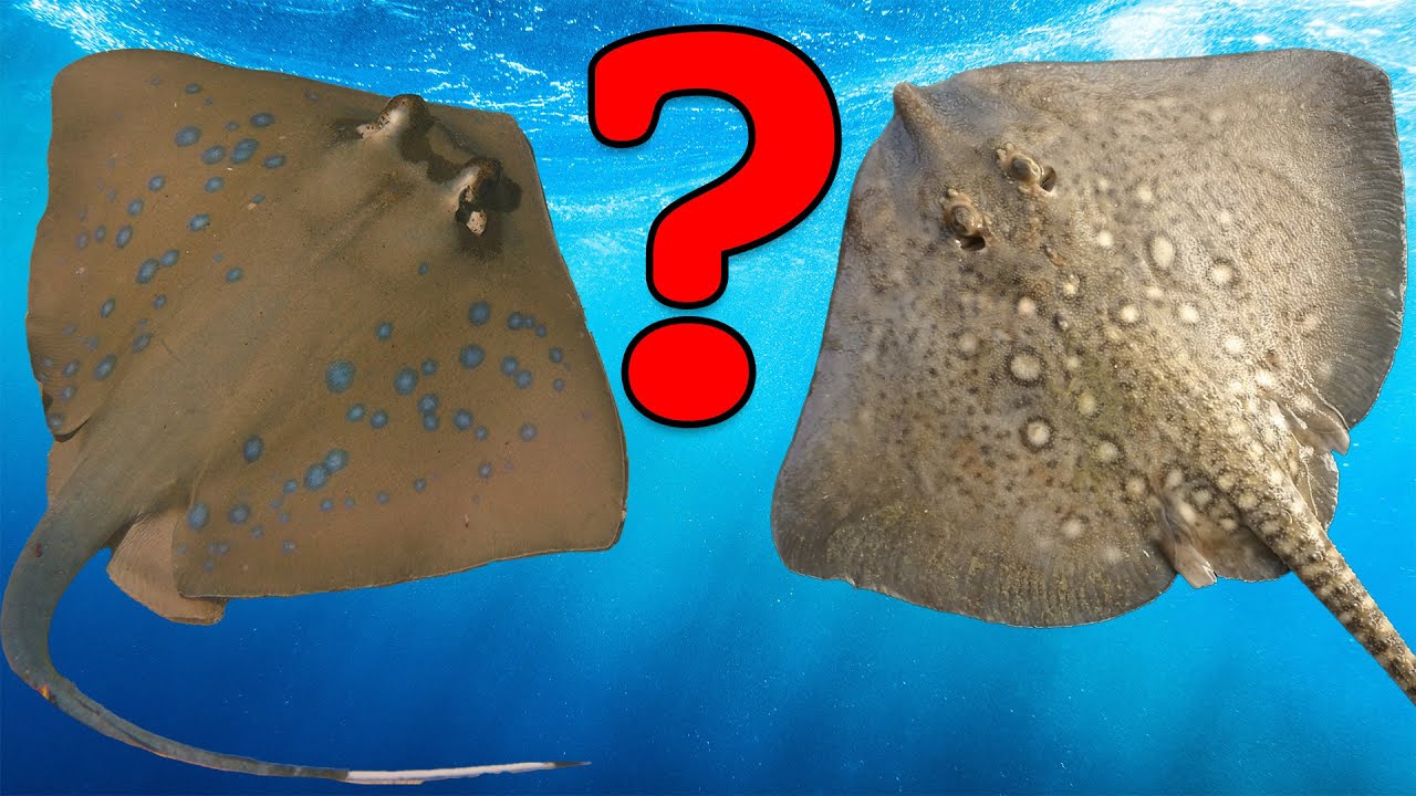 What s The Difference Between Skates And Rays YouTube What s The Difference Between Skates And Rays YouTube