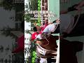 ☆ほぼ札幌競馬場2025☆No.495☆8月23日.札幌.1R☆ #horse #サラブレッド #馬 #競馬場 #札幌競馬場