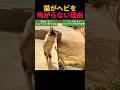猫がヘビを怖がらない理由