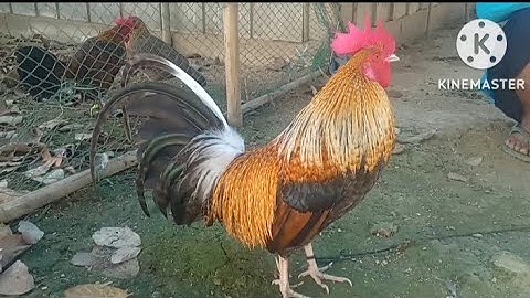 muag qaib kais zoo nraug thiab qua zoo heev 2022/12/11