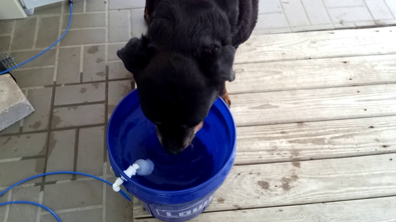 Dog Drinking from the Homemade Automatic Pet Water Bucket YouTube