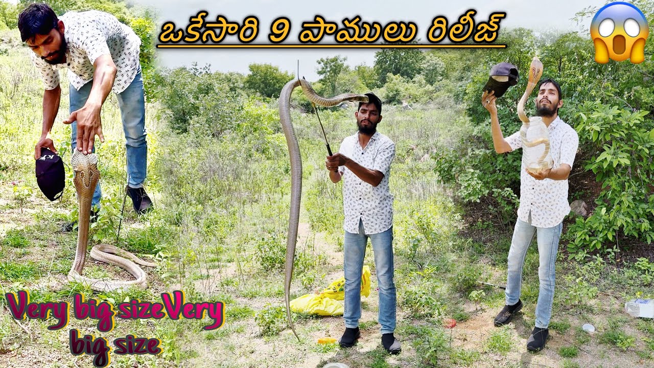 Total nine snakes release forest area ఒకేసారి 9 పాములు రిలీజ్ 😱😱call 8179086040
