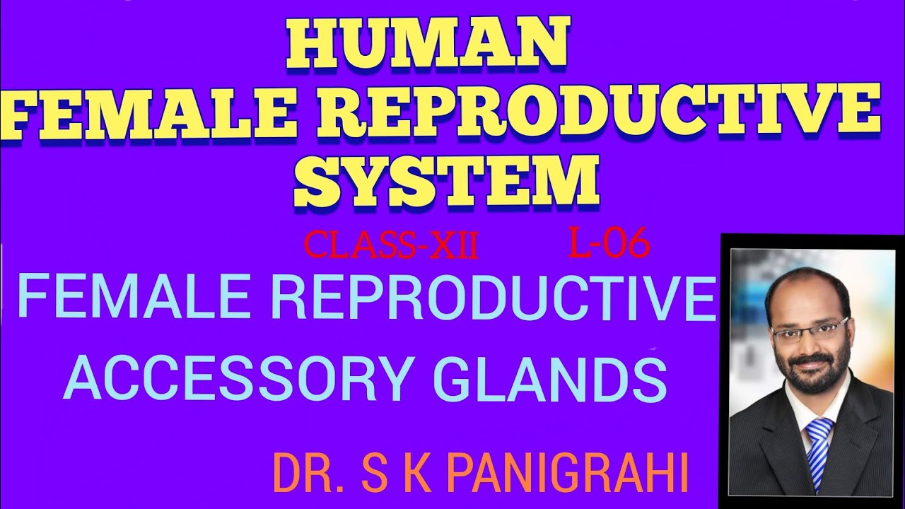 FEMALE REPRODUCTIVE ACCESSORY GLANDS YouTube