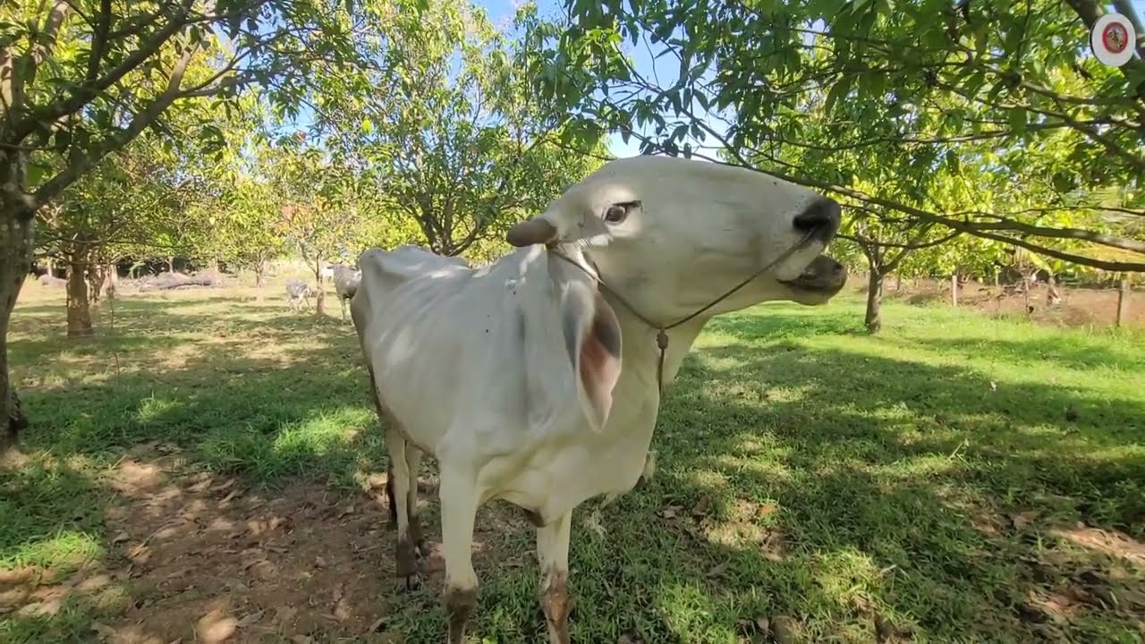ការចិញ្ចឹមគោត្រូវការពេលវេលាមើលយូទើបទទួលបានផល
