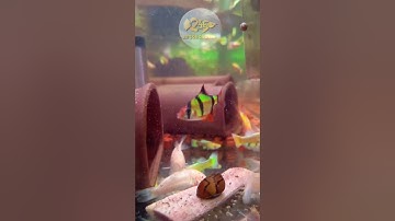 cá xecan dạ quang, cá hổ dạ quang, cá tứ vân dạ quang Sài Gòn Cá Cảnh