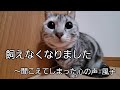 飼えなくなりました# 風子 ~聞こえてしまった心の声
