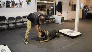 Using Successive Approximation to Train Dogs