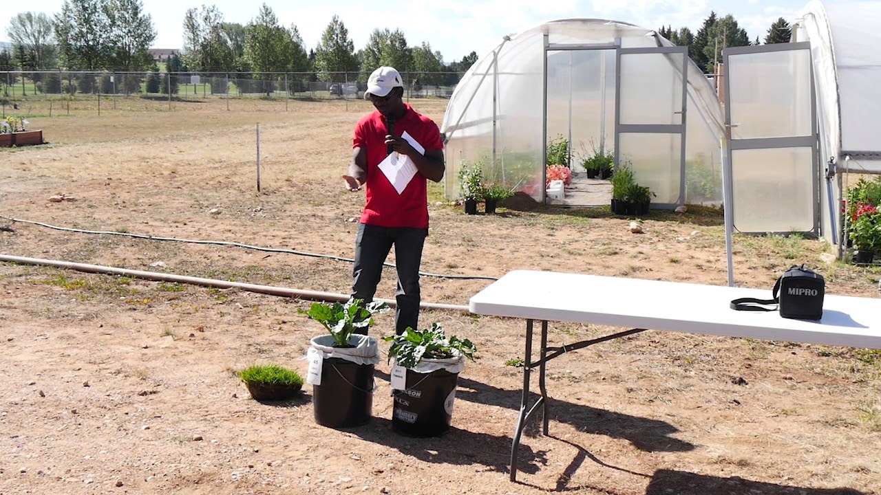 Reflected Light In Sugar Beet Production 2017 LREC Field Day YouTube