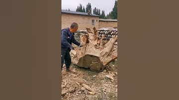 Clean the roots and make wood carvings