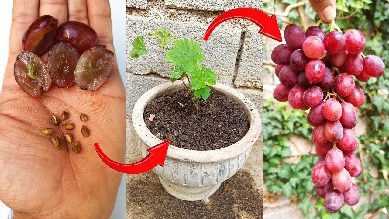 Tips for growing high yielding grapes from seed,potted grapes YouTube