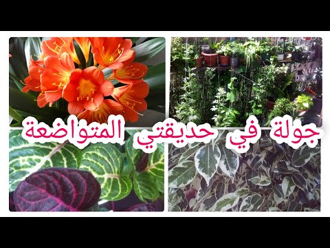 فيديو: معلومات عن نبات الزوفا: تعرف على أنواع مختلفة من Agastache