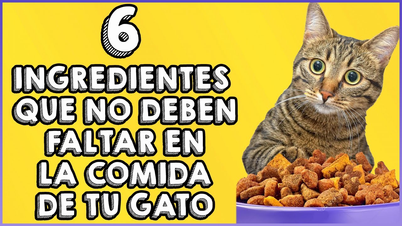 Comida Casera Para Gatos Con Problemas Renales, Hepáticos y Leucemia Felina  - SiamCatChannel - YouTube