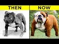 How 100 Years of Breeding Changed These Popular Dog Breeds