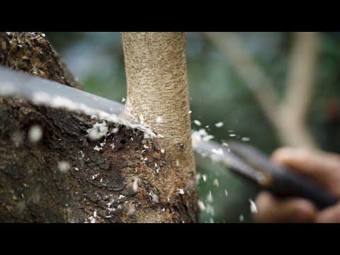 Vidéo: Bead Tree Information - Conseils pour le contrôle de Chinaberry dans les paysages