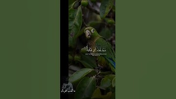 قرآن كريم بصوت جميل#شورت  #coran #قرآن #المنشاوي #تيك_توك #اكسبلور #لايك قرآن