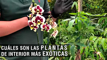 ¿Cuál es la planta de interior más sana?