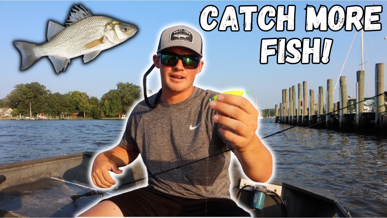 The Best Bait to Catch White Perch! (Chesapeake Bay Fishing!) 