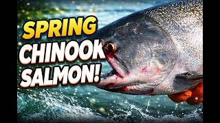 Early LOWER Columbia River Spring Chinook Salmon