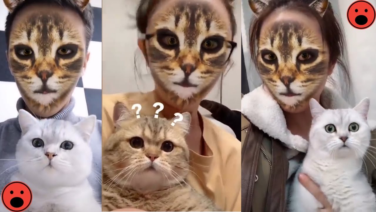 Top Hilarious Reactions Of Cats When They See Cat Filter On Owners
