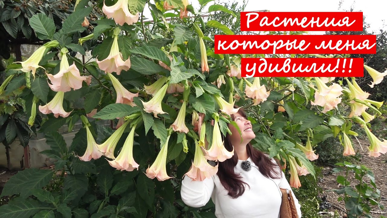 Какие растения я привезу из Турции? Гигантская Цинерария и Лаванда! Бругмансия. Герань. Клещевина.