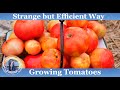 Strange but Efficient Way to Grow Tomatoes at Home